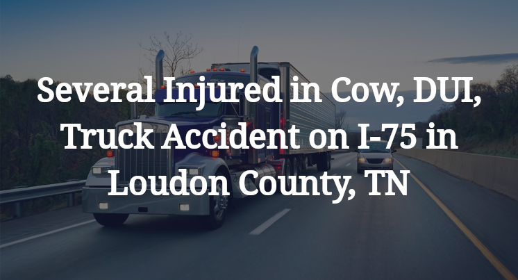 Cow, DUI, Truck Accident on I-75 in Loudon County, TN